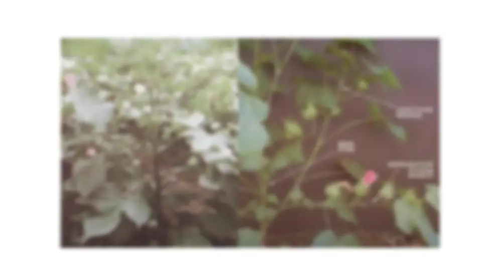 pf1c