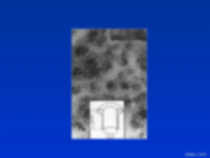 pf12