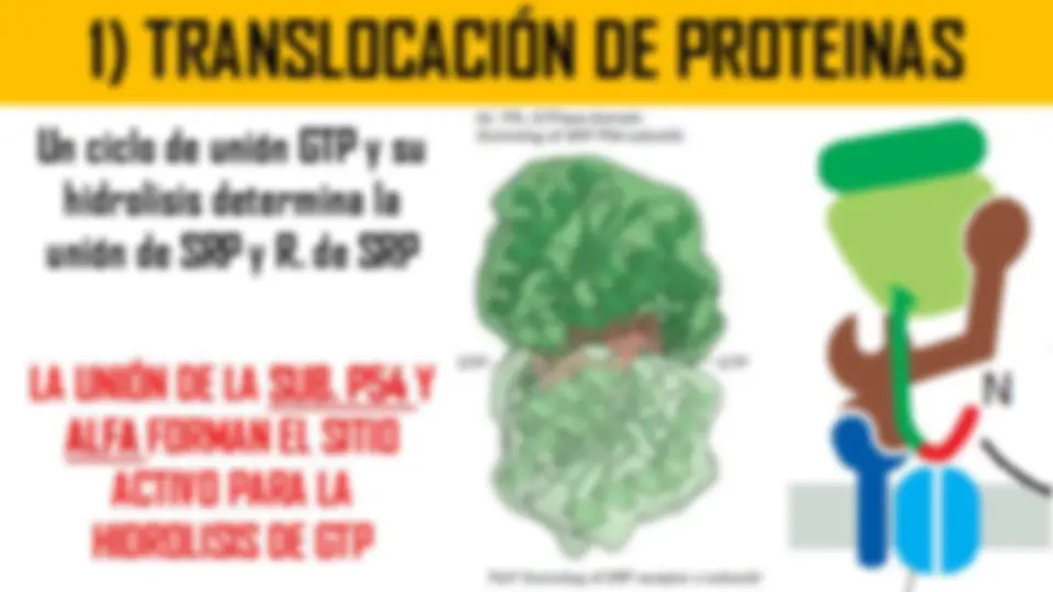 pf26