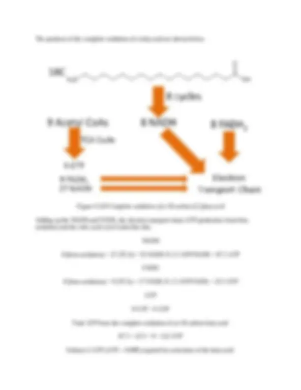 Fatty Acid Oxidation (Beta-oxidation): A Detailed Explanation | Study ...