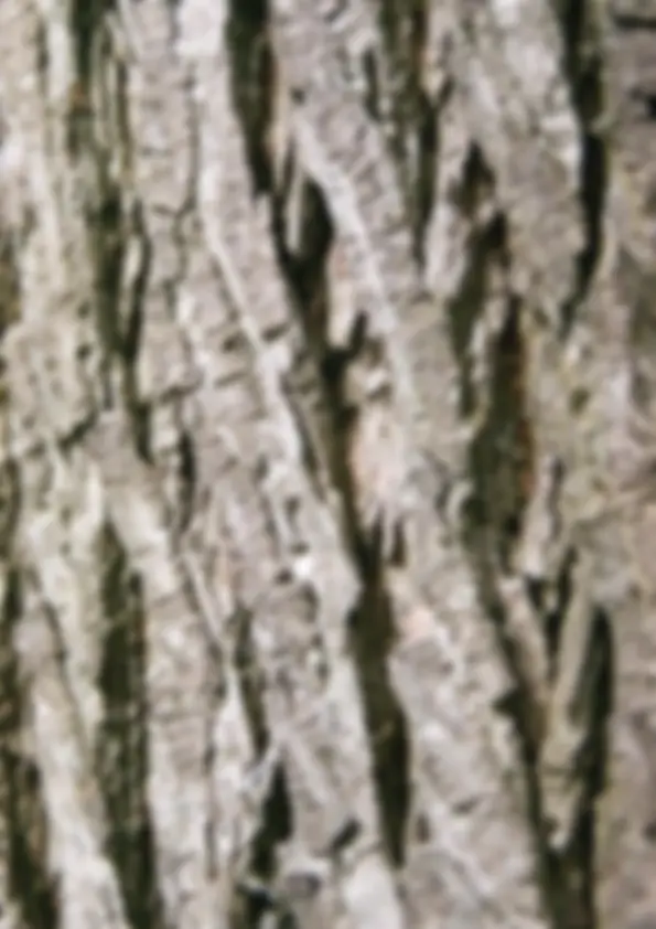 pf49
