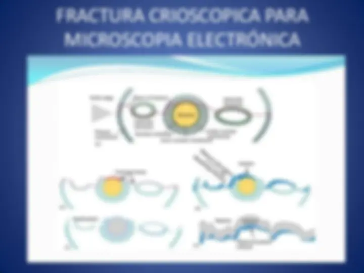 pf20