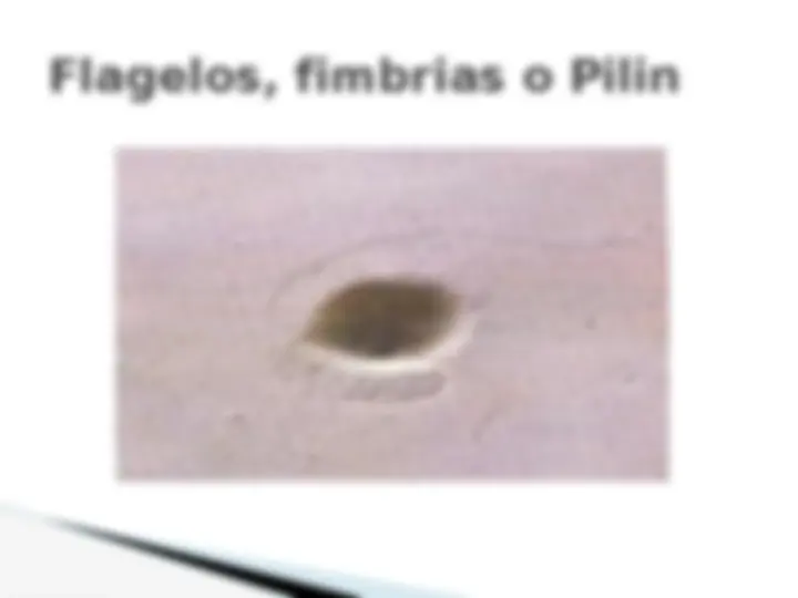 pf19