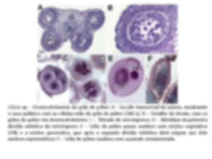 pf33