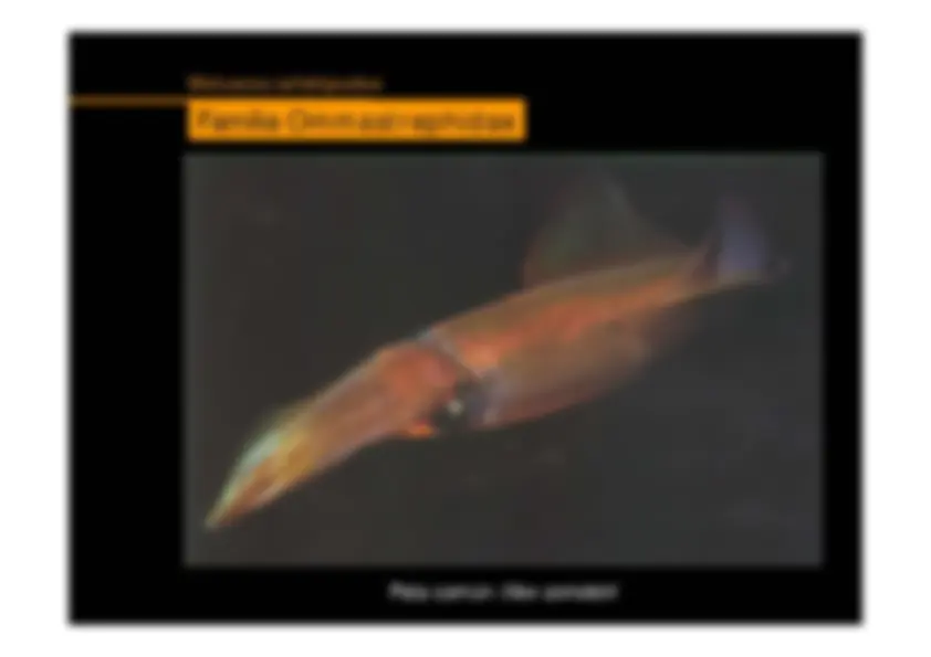 pf26