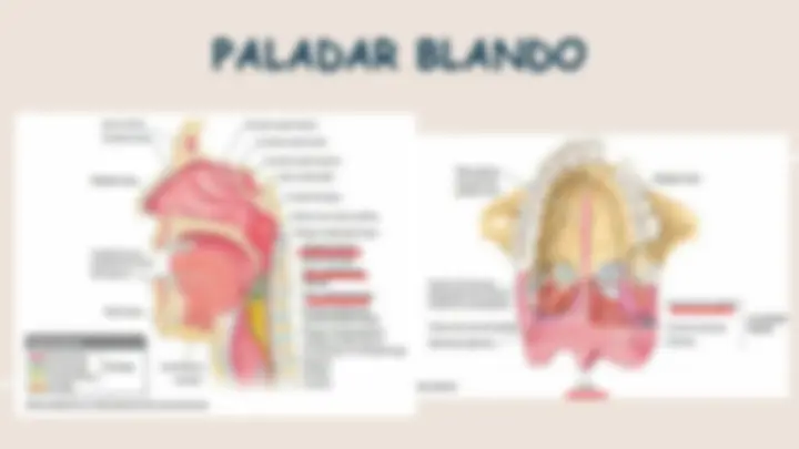 pf4