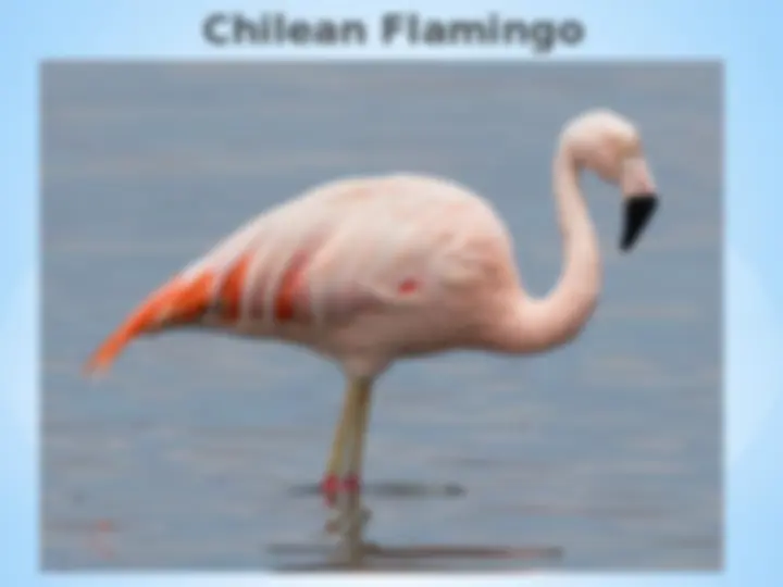 pf4