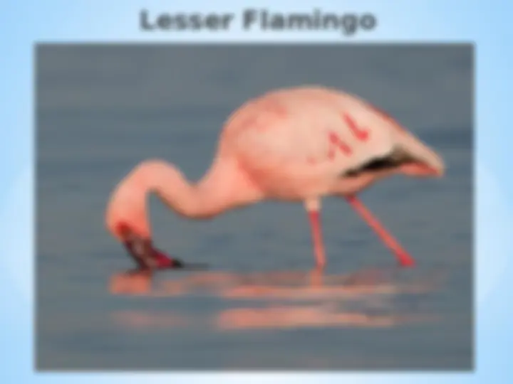 pf5