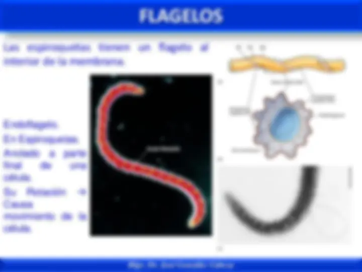 pf34