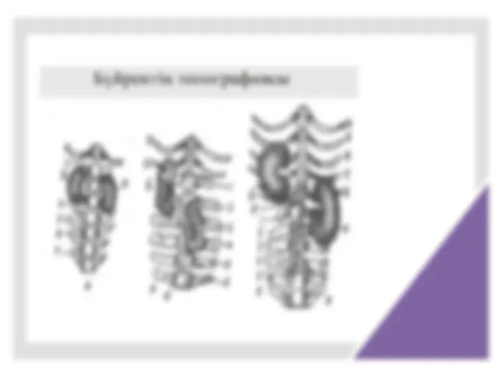 Дельфинмен және әйелмен жыныстық қатынас