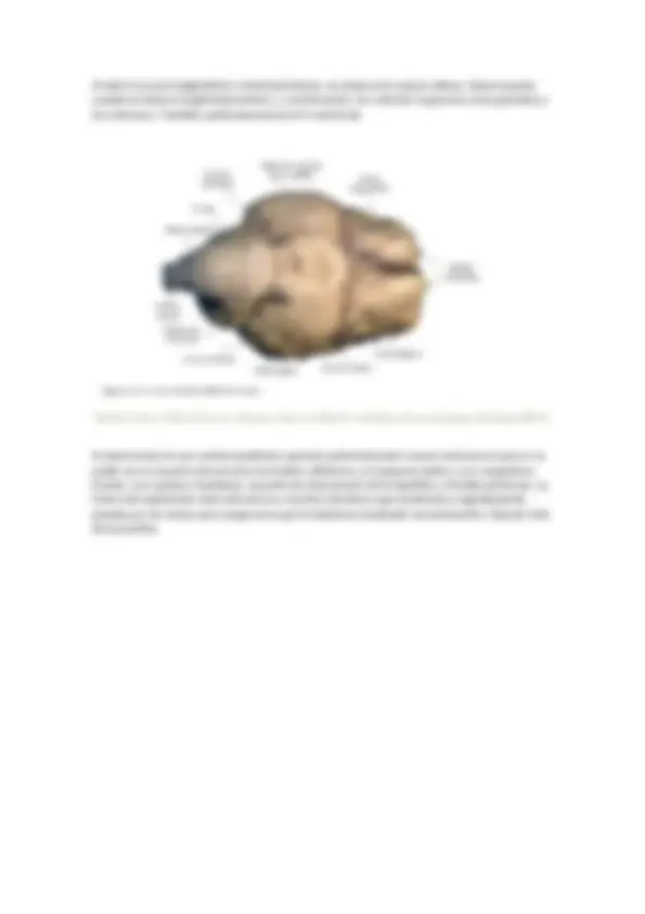 pf8