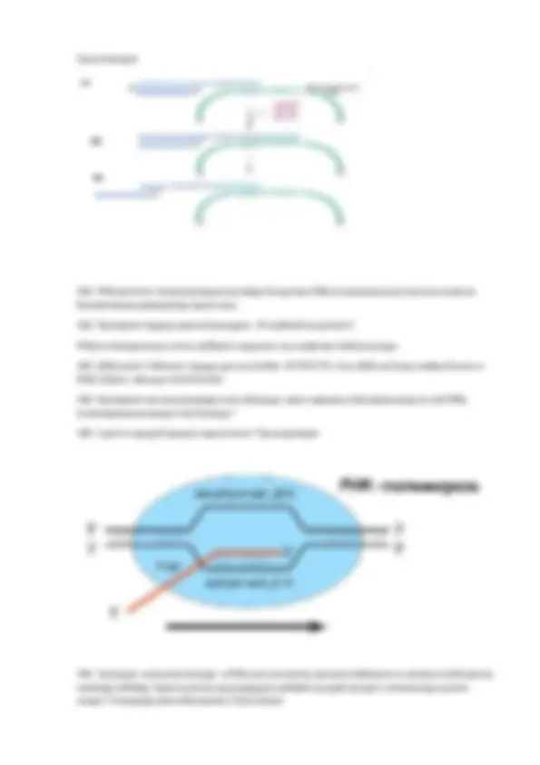Эротикалық ойын секс патшалығы