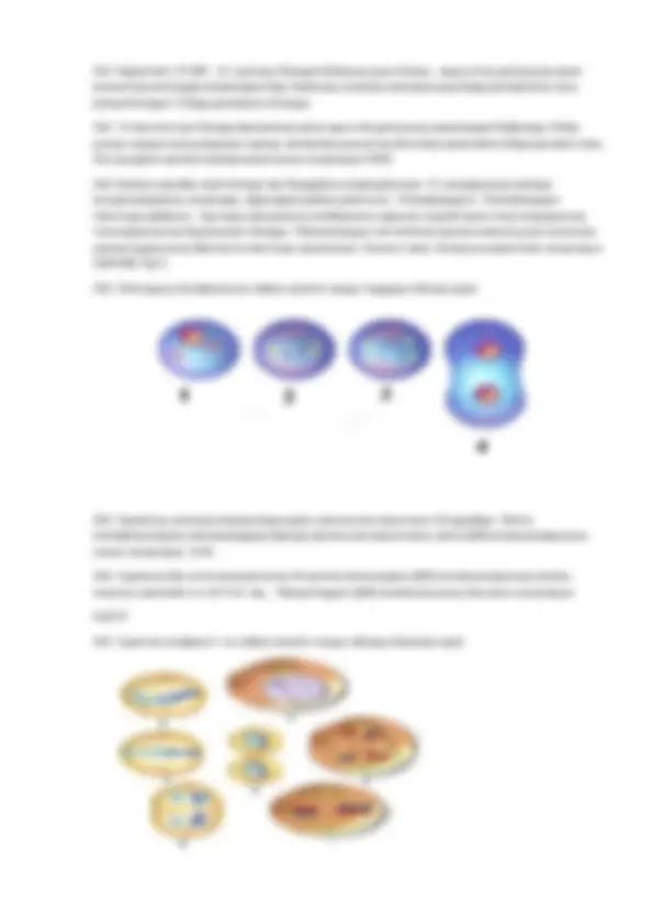 Шұлықтар топтамасындағы порно