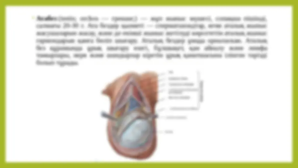 Әйелдің шәует жинағы