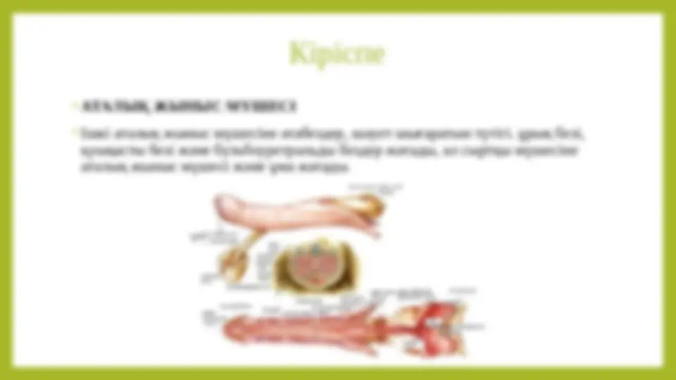 Француз секс анасы мен ұлы