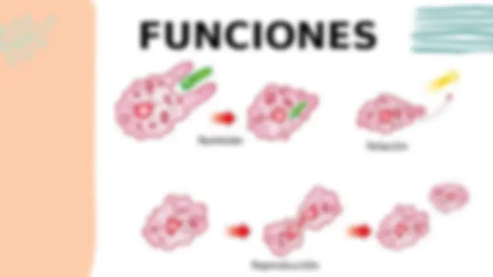 pf5