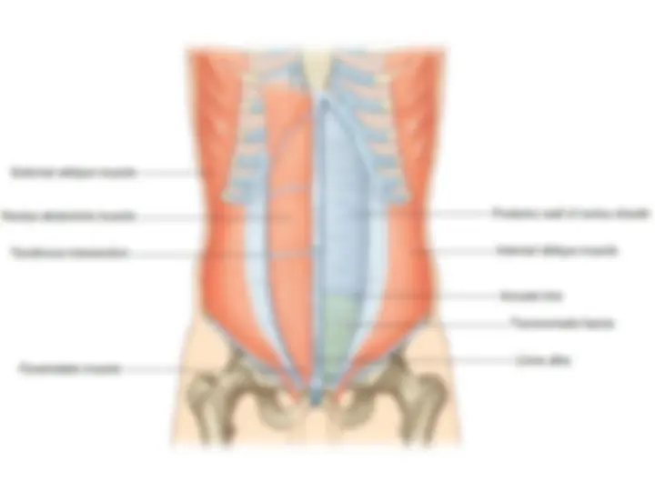slides of abdominal wall anatomy | Slides Anatomy | Docsity