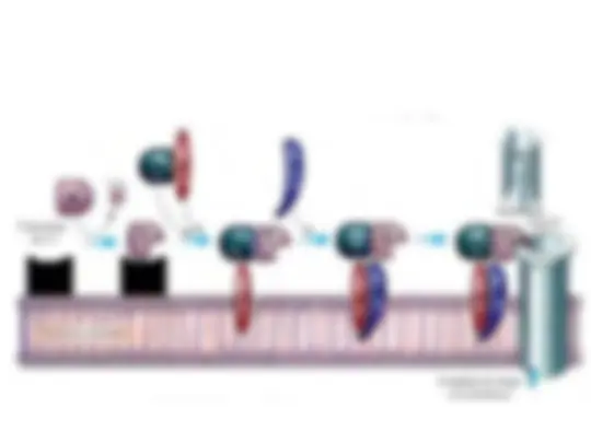 pf1b