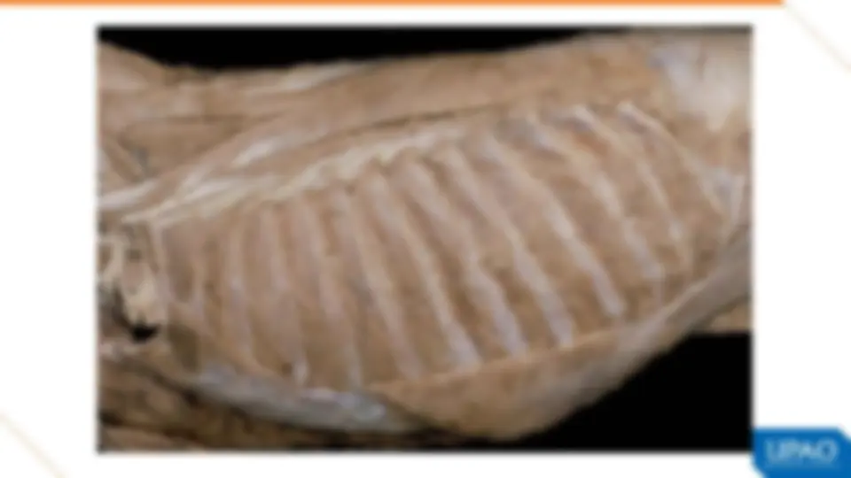 pf33