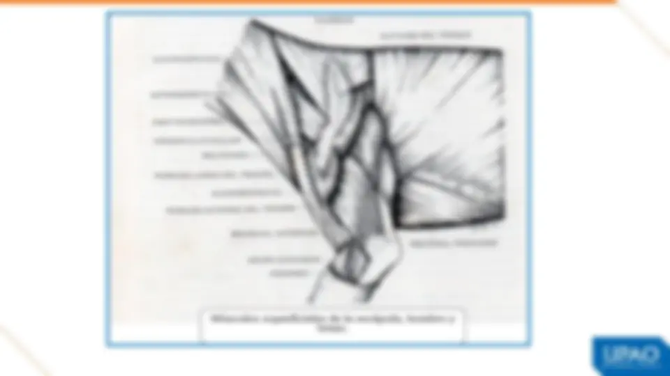 pf2a