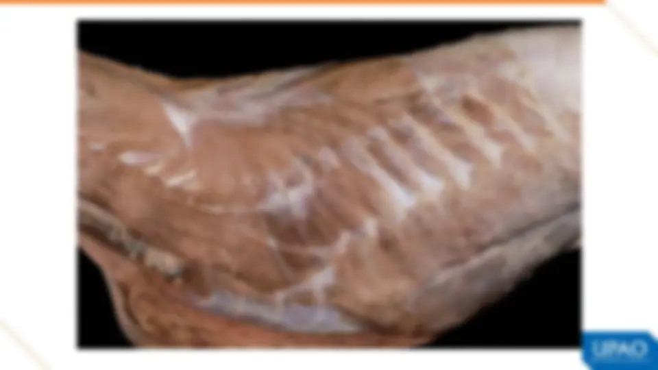 pf2f