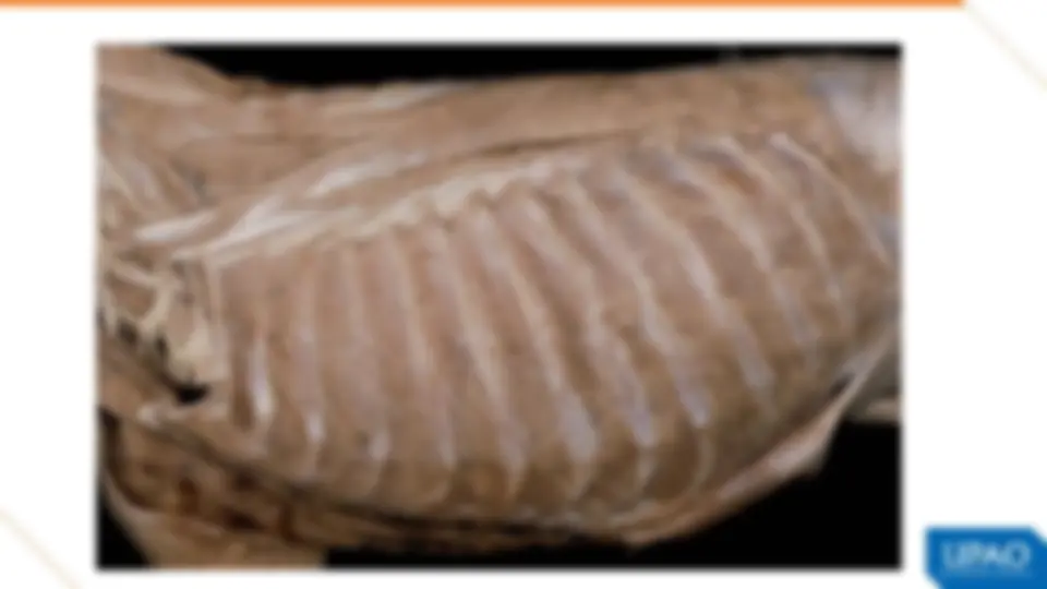 pf34