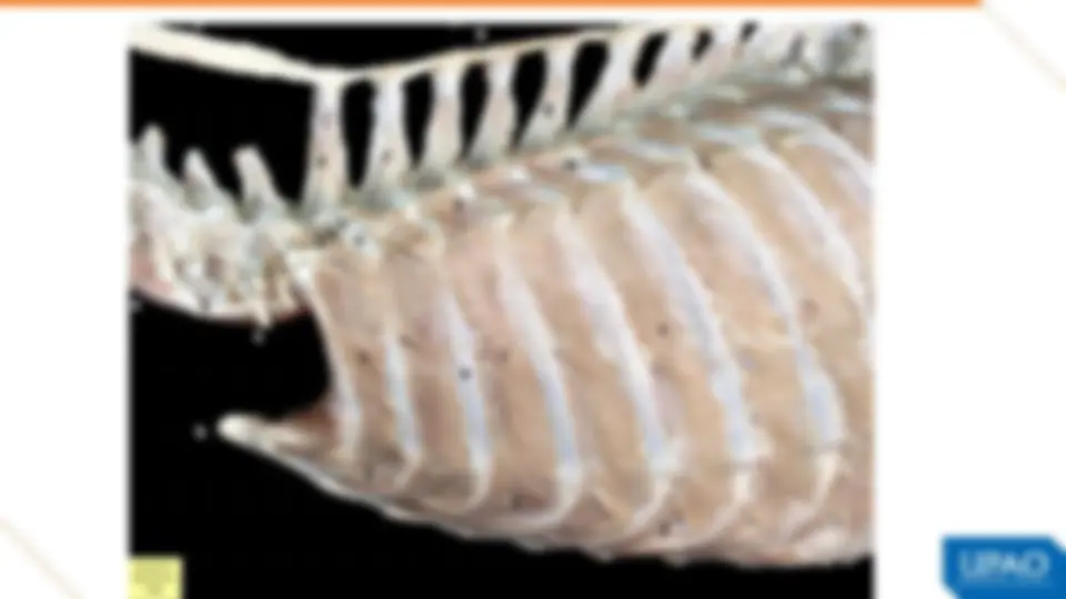 pf37
