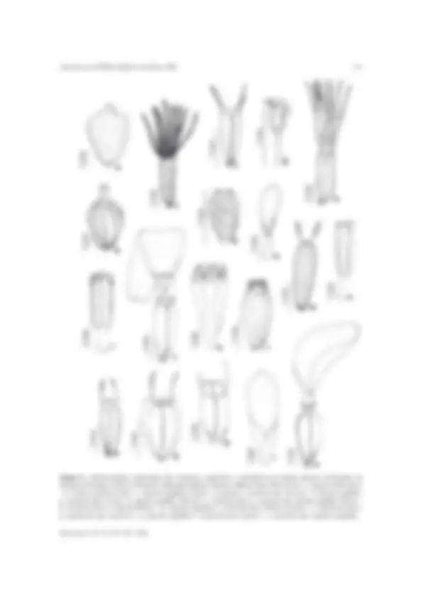 pf19