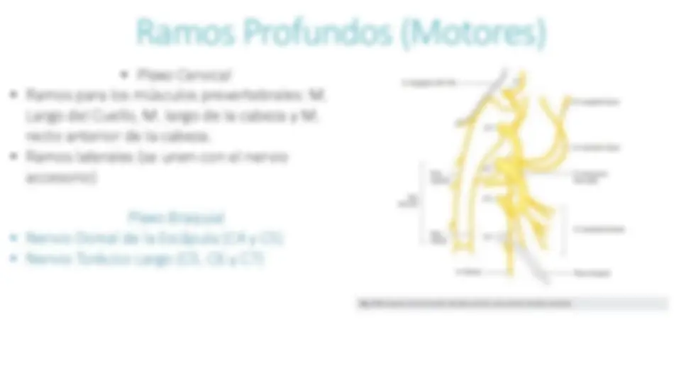 pf8