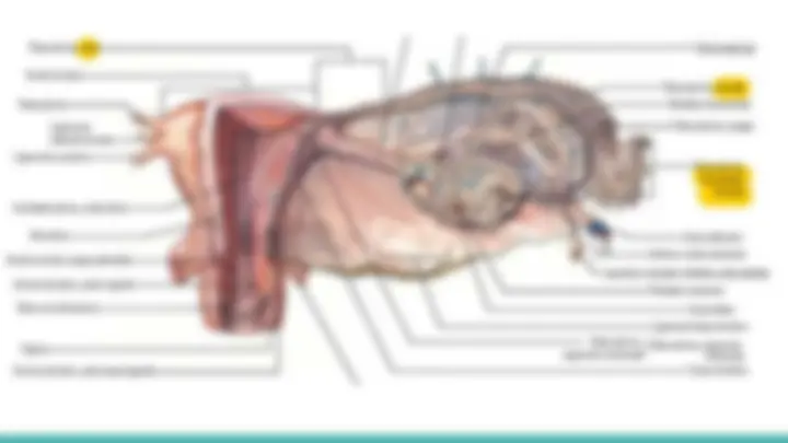 pf19