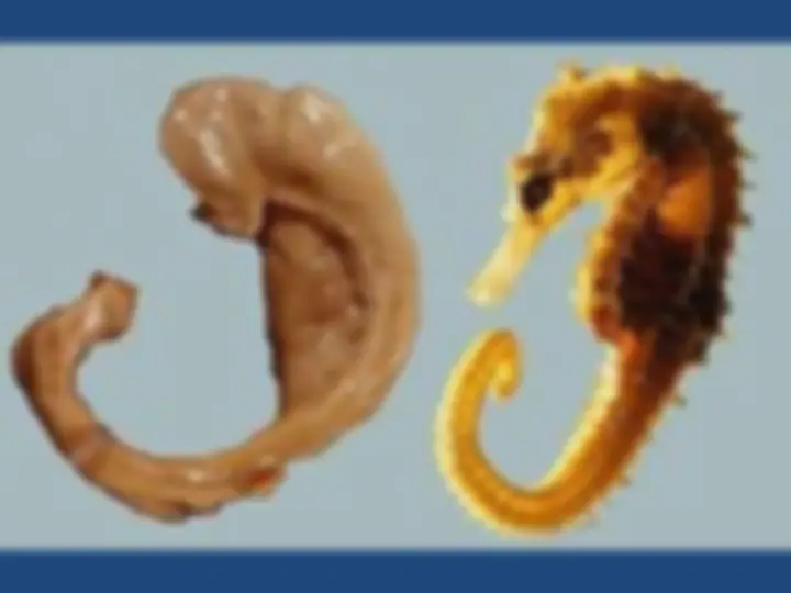 pf13