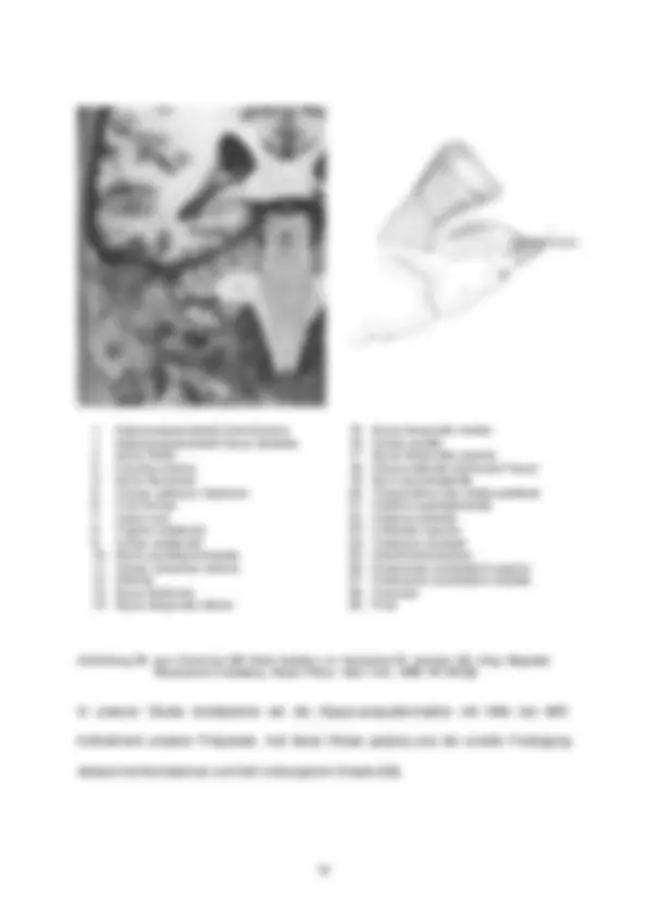 pf51