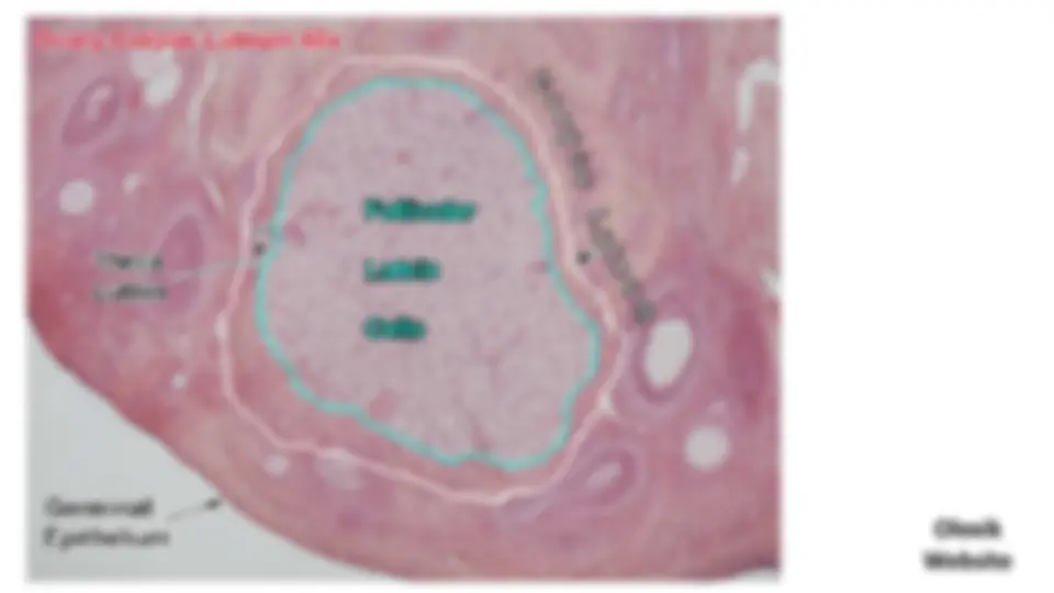 pf52