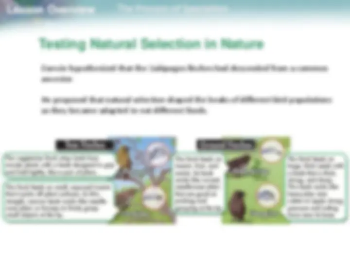 18.3 The Process of Speciation | Study notes Evolutionary biology | Docsity