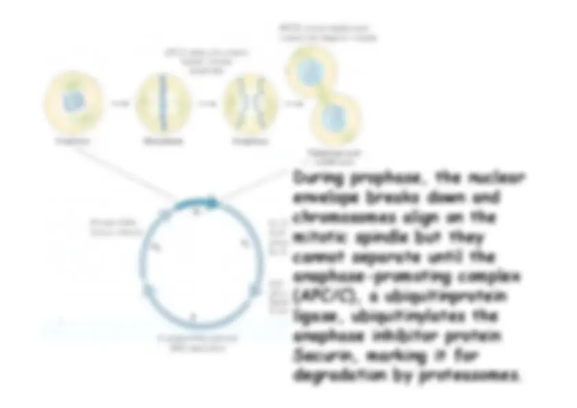 pf47