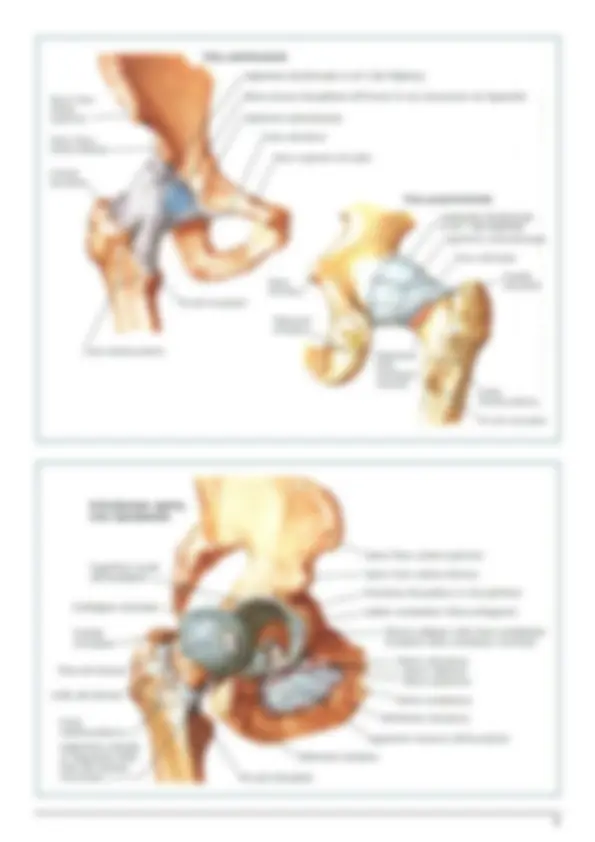 Anatomia 1 - Arto inferiore (Medicina UNIPD) | Schemi e mappe ...