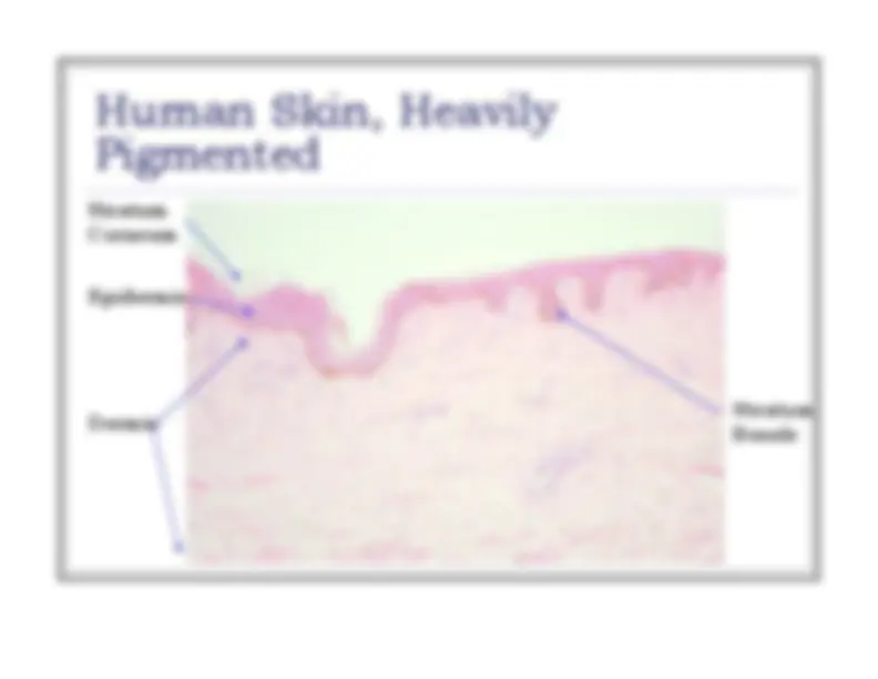 pf4