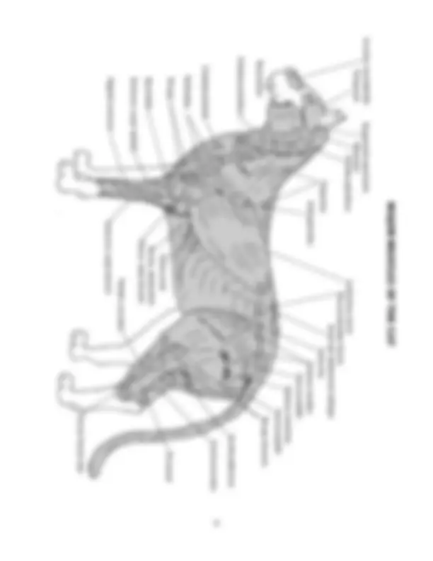 Feline Evolution and Anatomy: Cats' Senses, Reproductive System, and ...