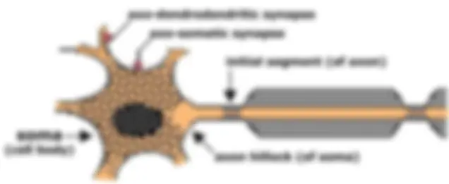 pf1b