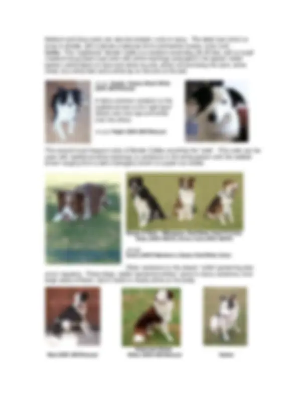 Border Collie Training.pdf Border Collies: Intelligent and Versatile Breed with Agility and ...