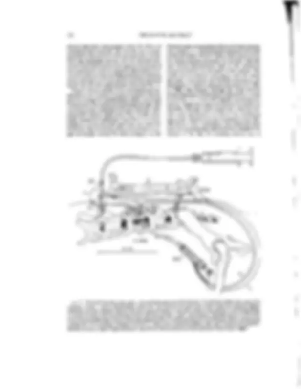 pf4