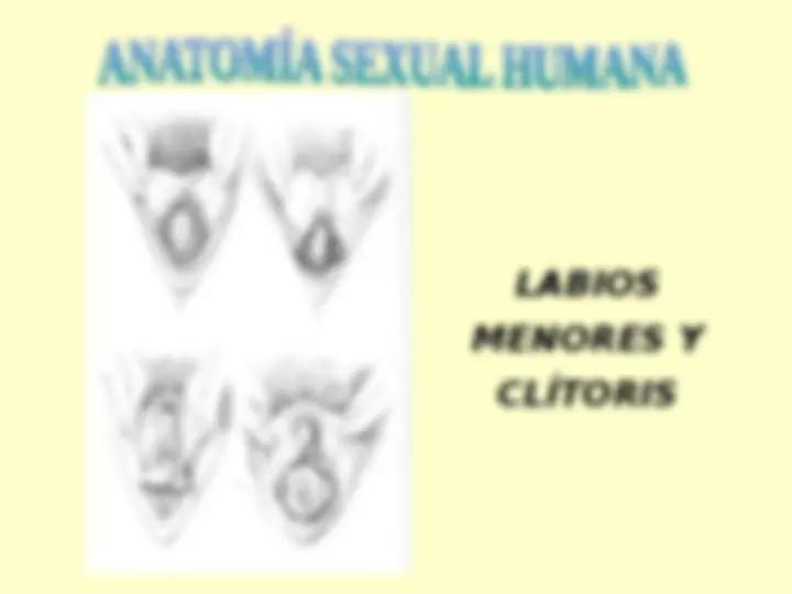 pf33