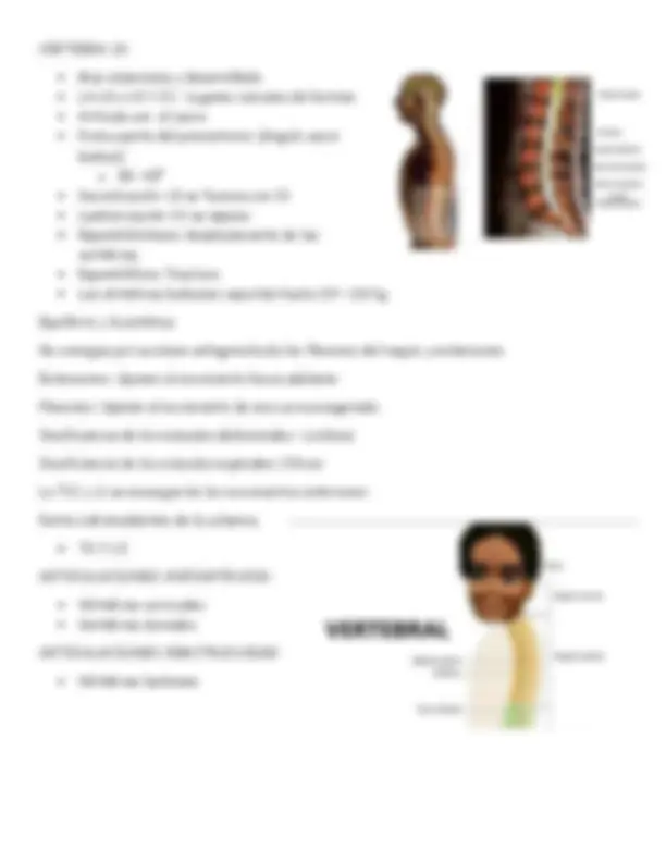 Anatomía de la Columna Vertebral: Estructura, Curvaturas y Vertebras ...