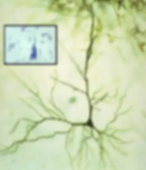 pf13