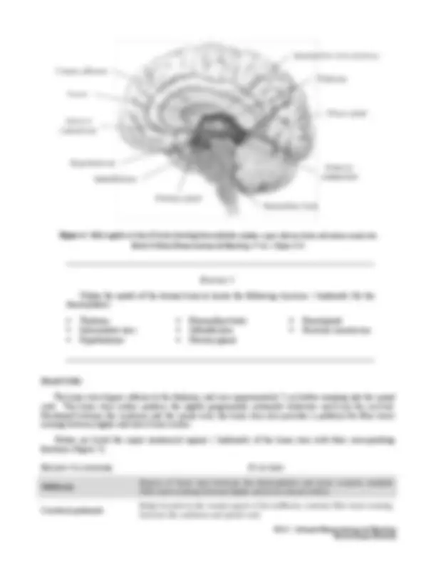 Brain Anatomy: A Guide to the Major Regions and Landmarks | Study notes ...