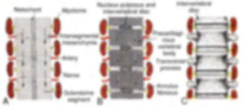 pf25