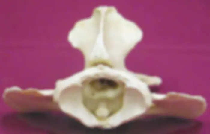 pf27