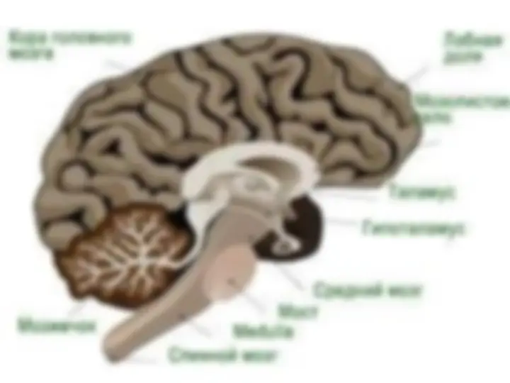 Бутират порносындағы қыз