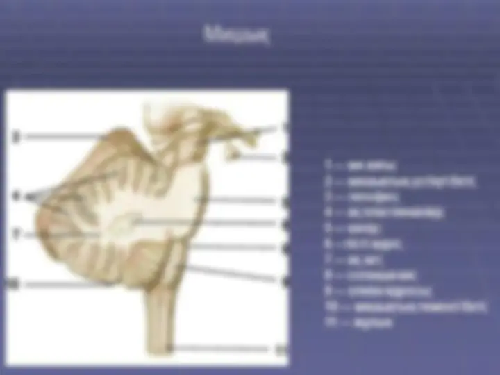 Артқы позициядағы мүше