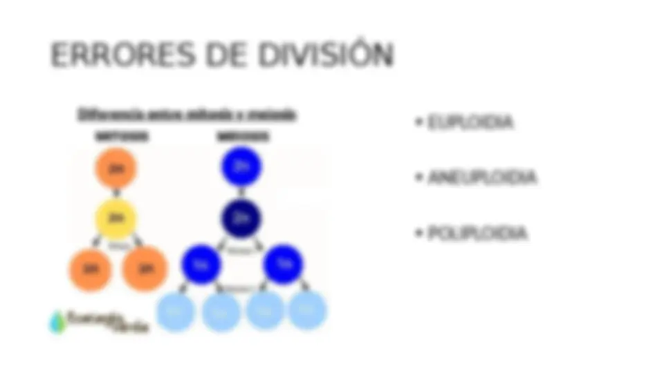 pf1b
